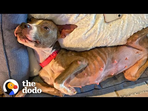 Skinny Abandoned Dog Walks Up To The Exact Right Person | The Dodo Soulmates