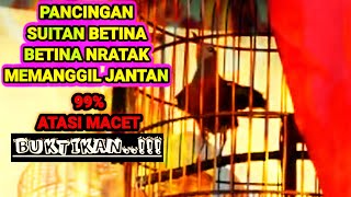 Download lagu Pancingan anis merah betina memanggil jantan,anis MACET langsung ikut GACOR. mp3