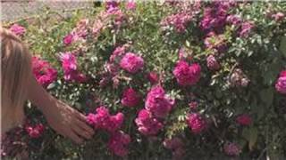 Rose Gardening : How to Cut Roses Off the Bush