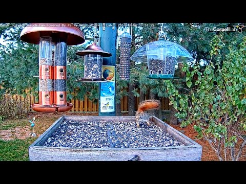 Red Squirrel Leaps Onto Feeder And Surprises Crow In Ontario – Nov. 4, 2021