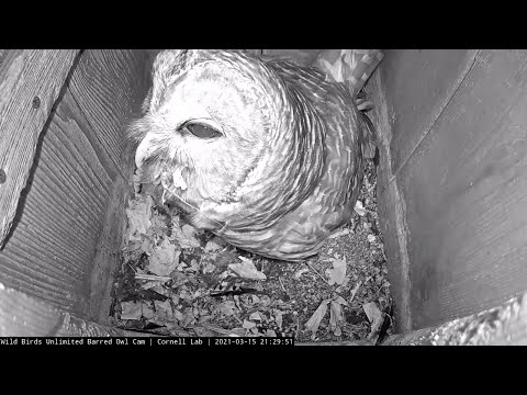 Female Owl Swallows Crayfish Whole! | WBU Barred Owl Cam – March 16, 2021