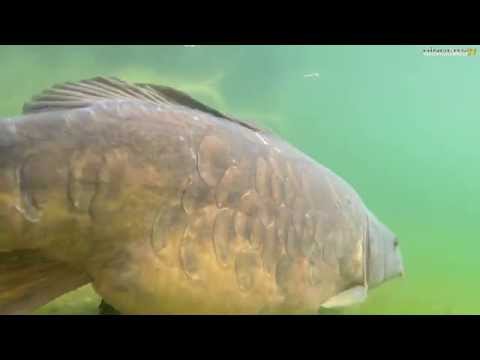 Underwater Carp filming at Bluebell Lakes