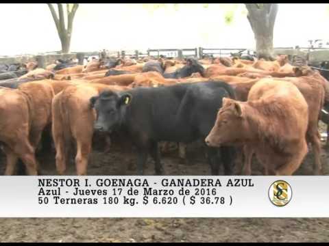 17-03-16 Venta de Hembras - Nestor I. Goenaga y Ganadera Azul - Azul