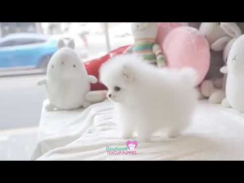 Lil “Parker” 3 - Baby Polar Bear! - Micro White Pomeranian - Available!