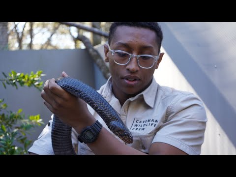 Emperors of a Fallen Kingdom: The Eastern Indigo Snake