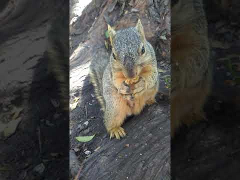 This is mama Squirrel saying w/grace: Nursing Bosom is off limit! (Link below 4 close up) 041821