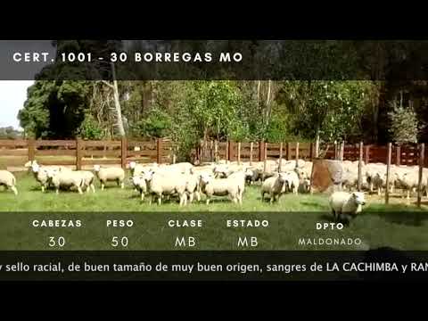 Lote 30 Borregas M.O. TEXEL 50kg -  en Ruta 39 km 28,5, A 8.5 km de intersección ruta 39 y 9, a 11 km de San Carlos