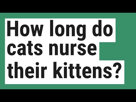 How long do cats nurse their kittens?