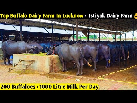 Top Buffalo Dairy Farm In Lucknow, UP -Istiyak Dairy Farm/ 200 Buffaloes = 1000 Litre Milk Per Day 👌