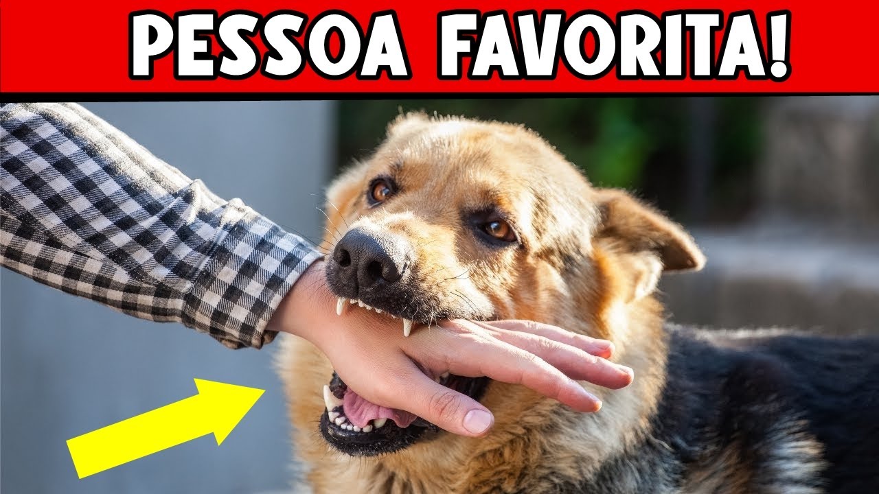 How Dogs Choose Their FAVORITE PERSON (Would That Be You?) 🐕‍🦺