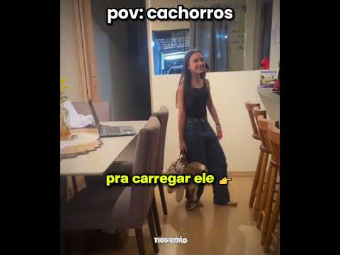 o cachorro trabalhador kkkkk l #humor #engraçado #cachorro #shorts