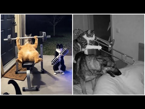 You Won’t Believe What These Sora Kitty Cats Do 😱 Caught on Camera!