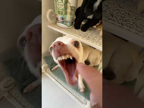 Niki is the most celebrity chihuahua in the world🤣🤣