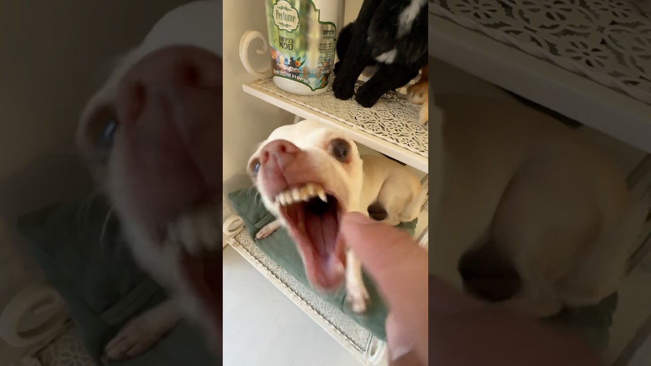 Niki is the most celebrity chihuahua in the world🤣🤣