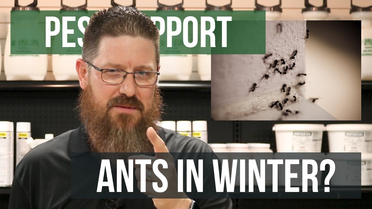 Why Am I Getting Ants in the Winter? | Pest Support