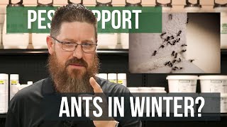 Why Am I Getting Ants in the Winter? | Pest Support