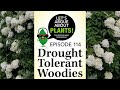 Episode 114: Drought Tolerant Woodies