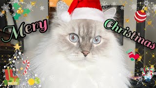 我が家のHAPPY MERRY CHRISTMAS