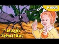Insects Insect Biology Science For Kids Full Episodes The Magic School Bus