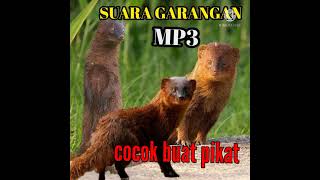 Download lagu SUARA GARANGAN MP3 mp3 Download lagu SUARA GARANGAN MP3 mp3