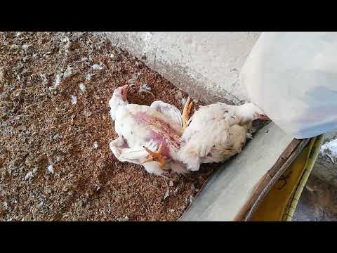 , title : 'La mortalidad en pollos de engorde  |  pollo enfermo - ascitis'