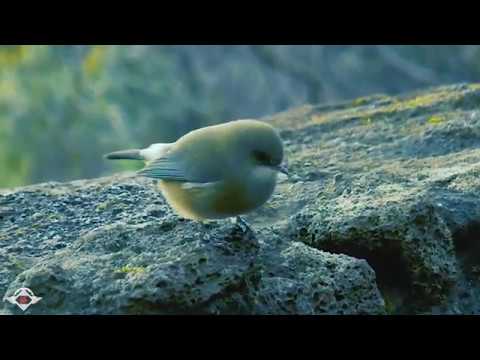 [ T A K E _ A _ B R E A T H ] #08 / Alongside Curious Birds / by Galactic Funk