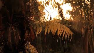 Download lagu Cerita Chia || Hujan Deras Sekali M Aan Mansyur mp3 Download lagu Cerita Chia || Hujan Deras Sekali M Aan Mansyur mp3