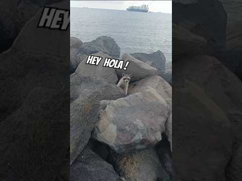 Hermoso Muelle de Acajutla en sonsonate #elsalvadorhoy #viralvideos #viralreels #tiktokvideo