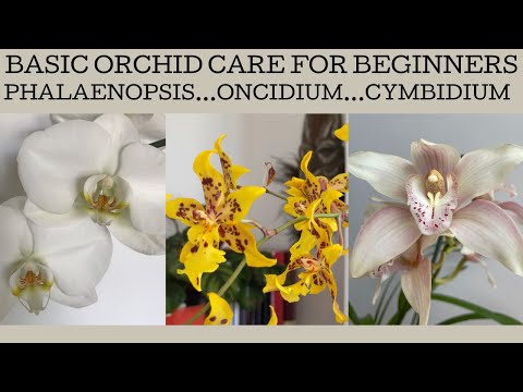 Basic orchid care for beginners: how to grow Phalaenopsis | Oncidiums | Cymbidiums!