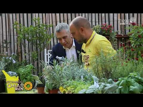 Vediamoci Chiaro Insieme, 29 ottobre 2021 - Come fare una talea di rosmarino