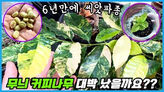무늬 커피나무 씨앗을 심었더니 벌어진 일!! 6년 키워 열매 맺은 무늬 커피나무!!