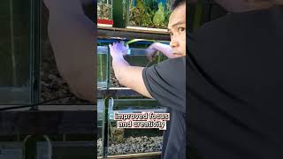FISH KEEPING BENEFITS / Mga benepisyo na makukuha sa pag aalaga ng mga isda