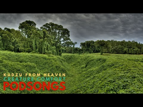 Kudzu from Heaven