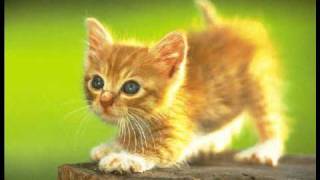 NI LIV - NI LIV (oi! skinhead)