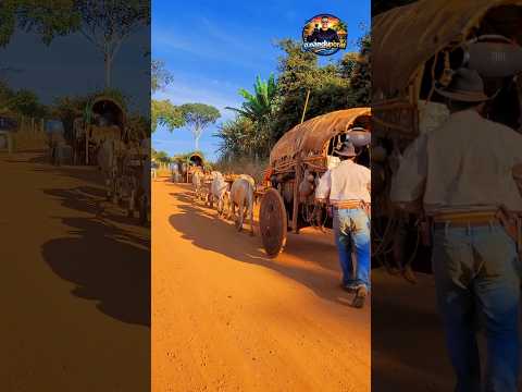 Carreiros da Romaria de Trindade 2026