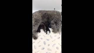 Izzy & Derringer Puppies 2 Weeks Old