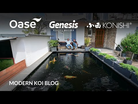 Modern Koi Blog #5515 - An Maurice Teich ohne Maurice