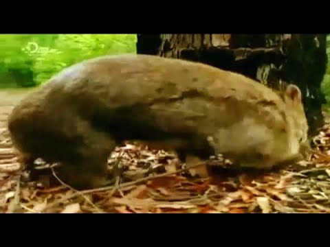 Mega beasts monster resurrected giant ripper ( final part )