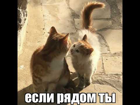 Хорошего вам апреля). Песня: Капель - Геннадий, Игорь Водопадов. #апрель #женёк #приятныйильдар #кот