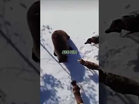 Joe Rogan on Wolves Hunting Grizzly Bear