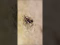 La Vida De Una Araña Shorts