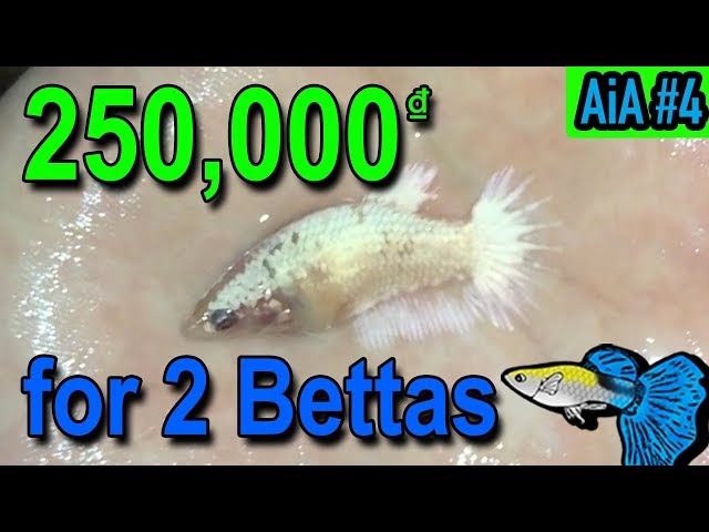 Simple Betta Tank Setup for $11 + 2 Fish! || Bought betta fish in Vietnam from a betta breeder!||