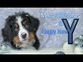 Christmas New Year Wishes Happy Dog Funny Dog