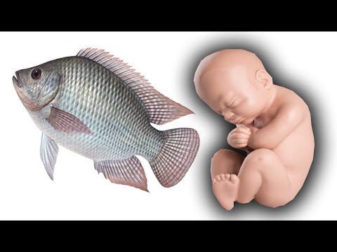 , title : 'هل تعلم ما سيحدث للجنين والأم عند أكل السمك أثناء الحمل!!'