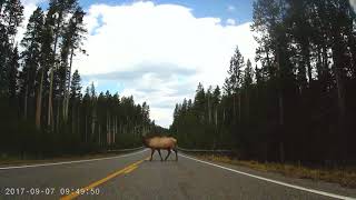 Sept 6 - ELK!