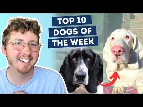 Basset Hound Changes From Black to White