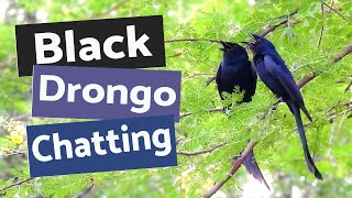 Download lagu Pair of Black Drongo calling - Early morning beautiful sounds from Goa.ফিঙে পাখি-भुजंगा - கரிச்சான் mp3