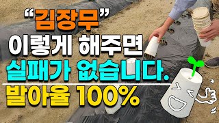 김장무 실패없이 재배하는법 이렇게 하면 발아율 100% 꼭 이렇게 해보세요 종이컵 재배법 - Kimchi-m…