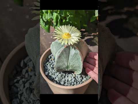 After a 'soft opening' yesterday, the flower closed as if it never opened. Today is the real show!