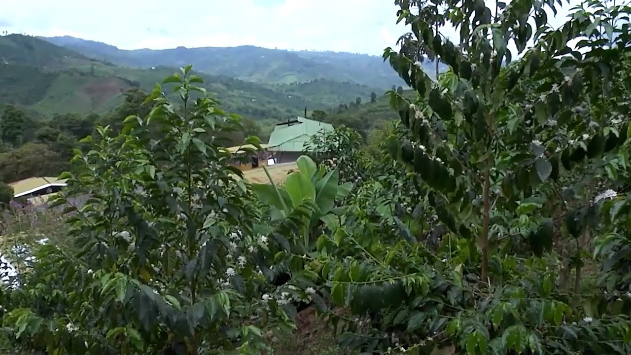 CAFÉ ESPECIAL FINCA MANANTIALES DEL FRONTINO   CAICEDONIA   VALLE